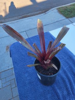 Bromlaid Plant One Gallon 