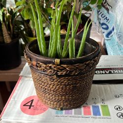 Alovera Plants 3 In Pot