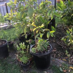 Guayabo Color Blanco