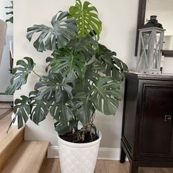 Huge Monstera  Plant With Pot