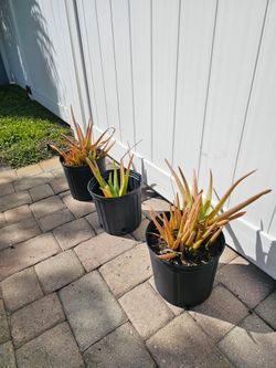 Aloe 3 for $10