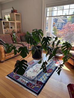 Monstera - 6 Plants in Pot!