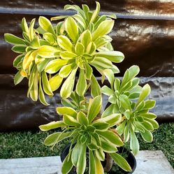 #24  Aeonium arboreum Plant 20" tall, 1 gal