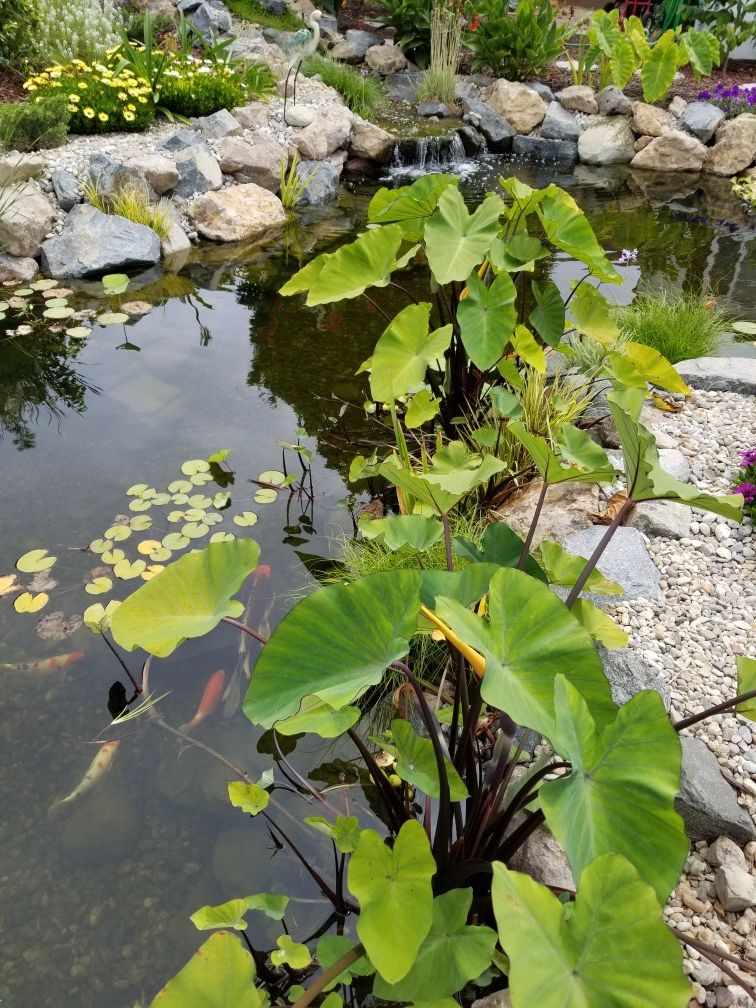 Pond plants