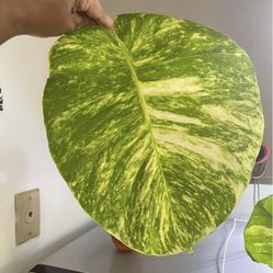 XXL HAWAIIAN POTHOS 