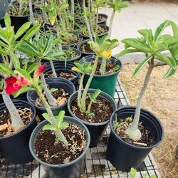 red roses and seed roses 