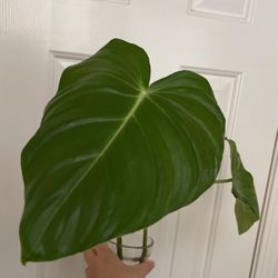 Beautiful Philodendron Pastazanum Top Plant CUTTING- Rooted 