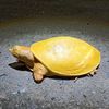 Yellow Turtle 🌿🌾🌱