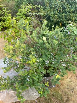 Established Jumbo blueberry plant in 55 gallon nursery pot