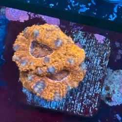 Asian Acan Display Decor