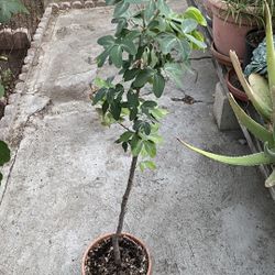 Guamuchil