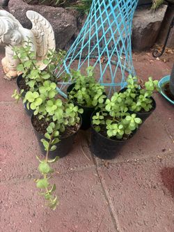 Elephant bush in plastic pots