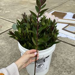 Bucket Of Fresh Greenery