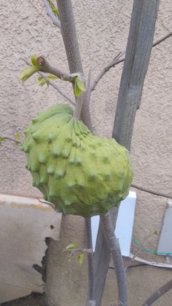 Sugar apple