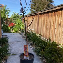 6-7 Feet Large Apricot Tree With Great Condition 
