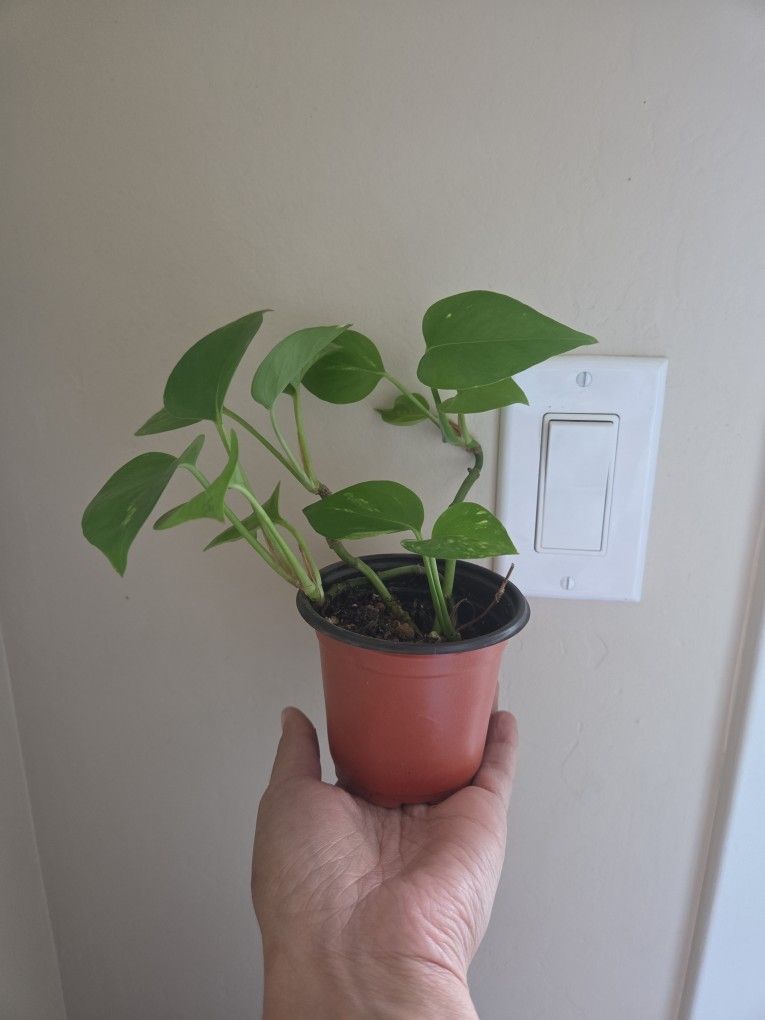 Plant 