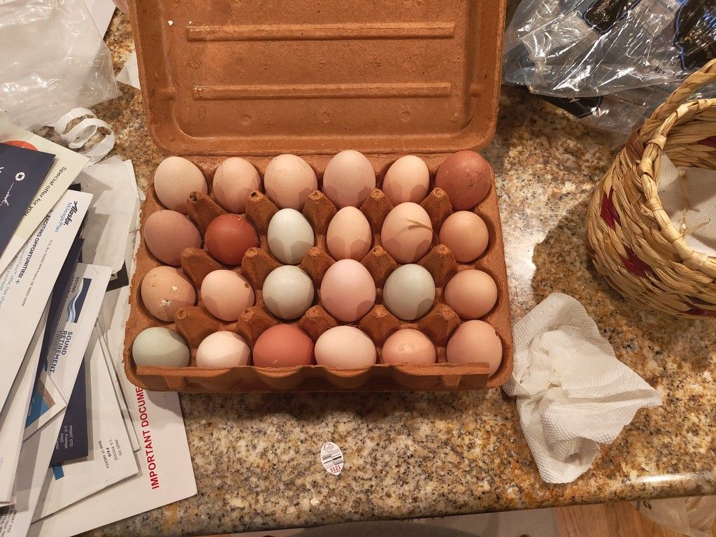 Fresh eggs For Sale