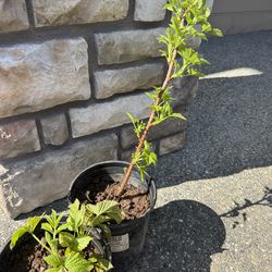 Raspberry plant