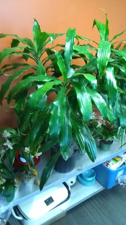 Beautiful Office Plant for Sale