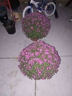 Giant Chrysanthemum purple