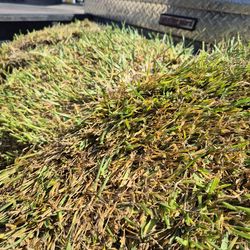 1/2pallet of st Augustine