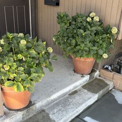 Large Hydrangea Plants 