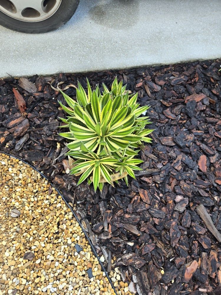 Agave Plants