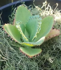 10 'Plant of Life' Baby Cacti Plantlets