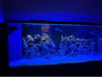 300 gallon saltwater tank