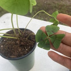 four Leaf Clover 🍀  Plant 