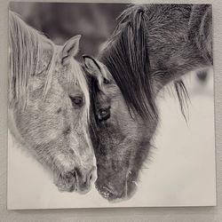 B&W Horses VII by PHBurchett Graphic Art Print on Canvas