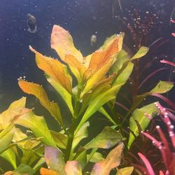Ludwigia Gold/Green Large Bundle! Live Aquarium Plant For Fish Tanks 