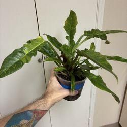 Ring Of Fire Philodendron Plant 