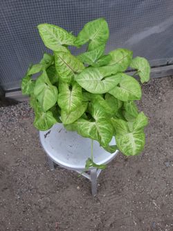 Senguinium Plant 5" Nursery Pot