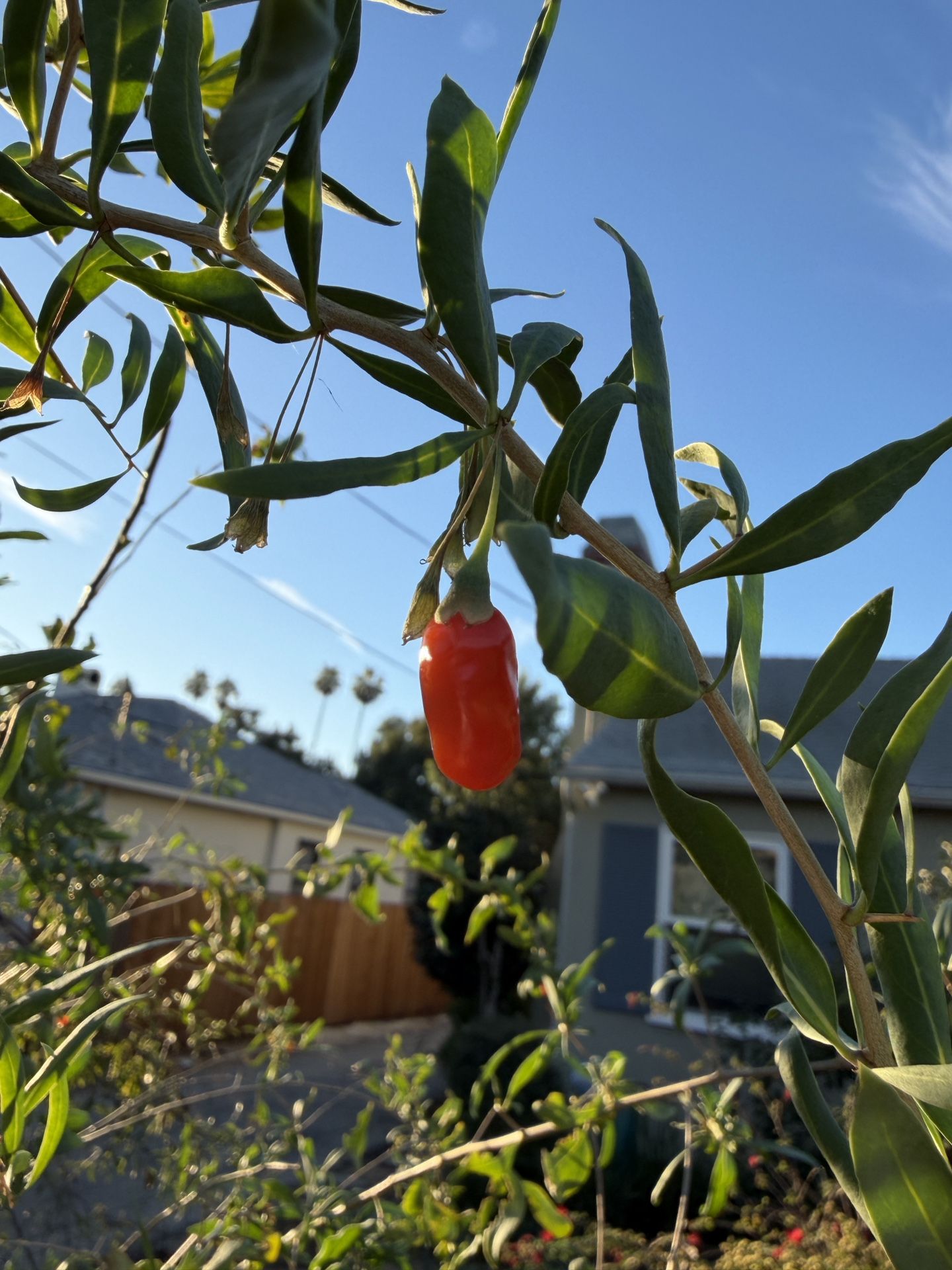 Gogi Berry Plant 1 gallon Pot