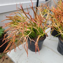 Succulents 
