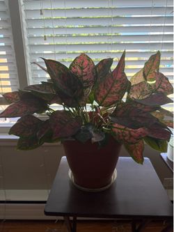 Flowers for home
