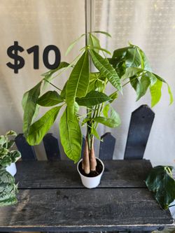 Money tree