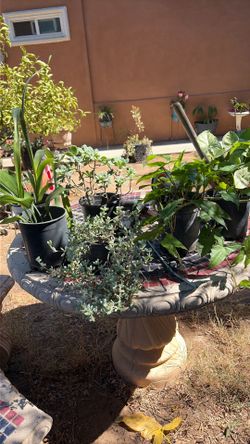 Plantas suculentas , cuna de Moisés, ramo de novia y más