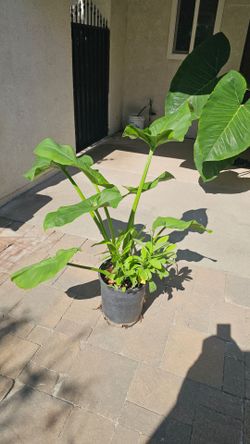 Beautiful plant.