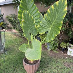Oreja De Elefante, Elephant Ear Plant