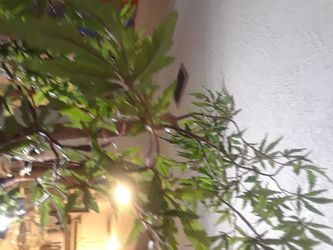 Two artificial marijuana plants in Crystal faces