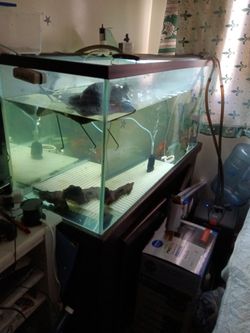 80 Gallon Fish Tank