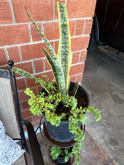 Snake Plant Succulent Elephant Food