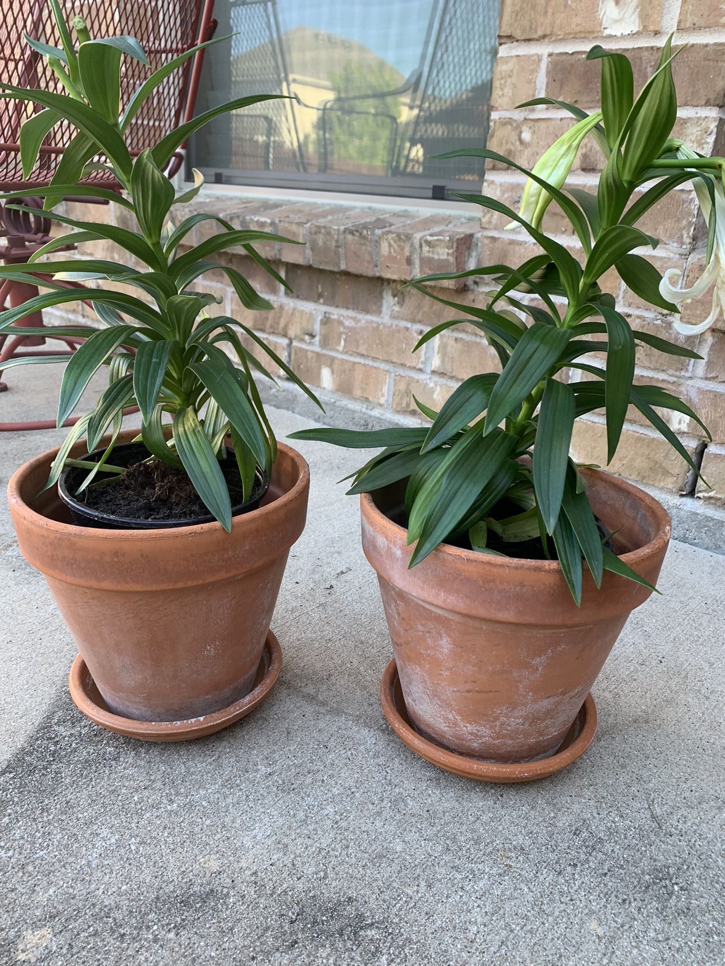 Lily Plants In Clay Pots , Each $15 Both For $25