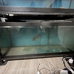 Fish Tank 