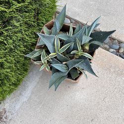 Free Blue Agave Plants