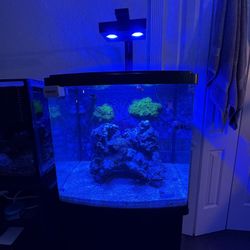 30 Gallon BioCube Saltwater Tank