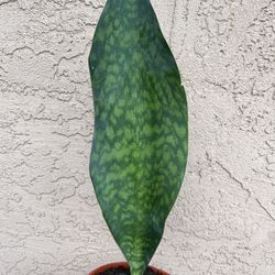 Sansevieria Whale Fin