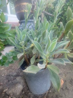 Succulent
